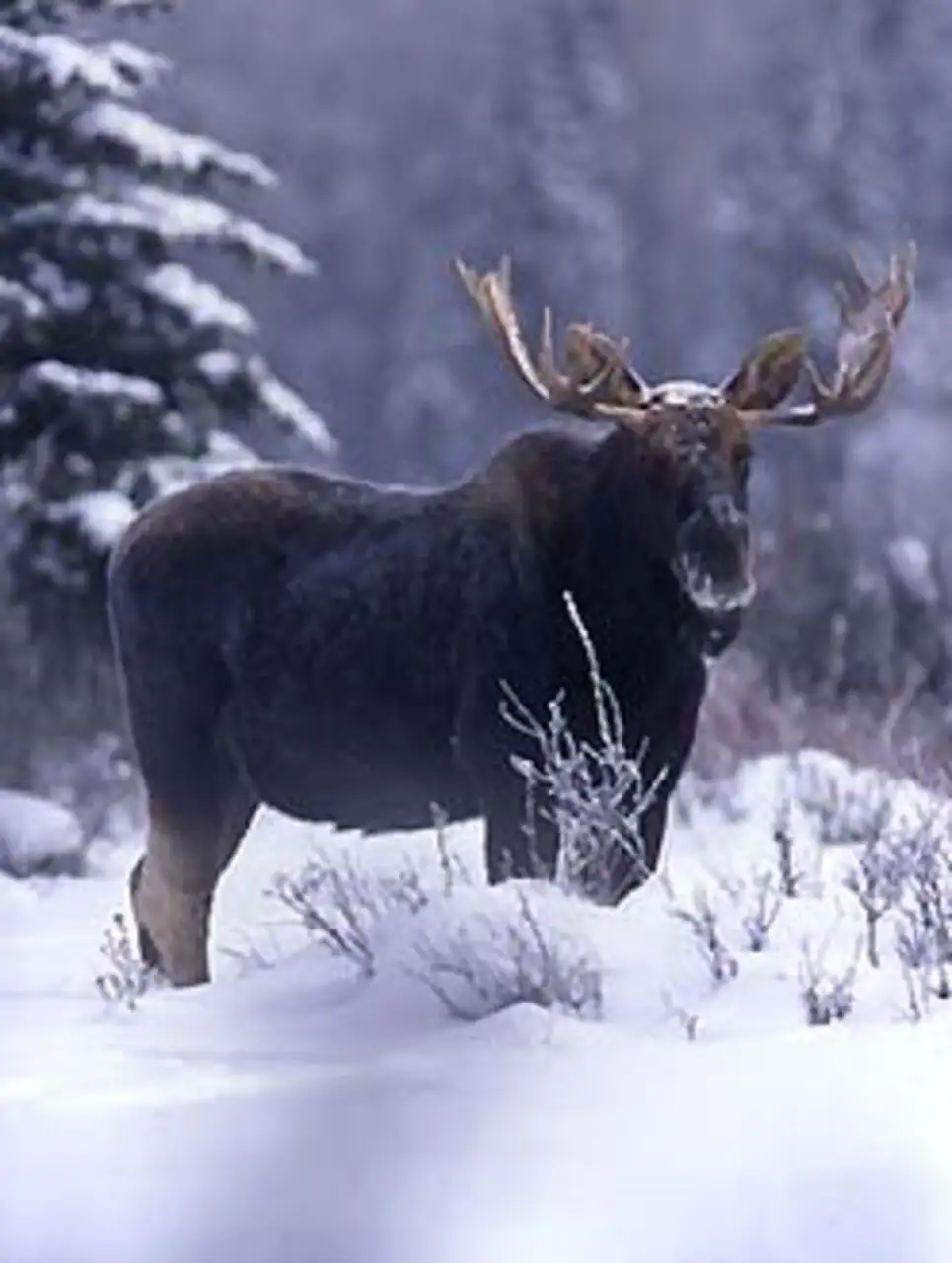 A moose in a snowy field with tall grass and trees in the background