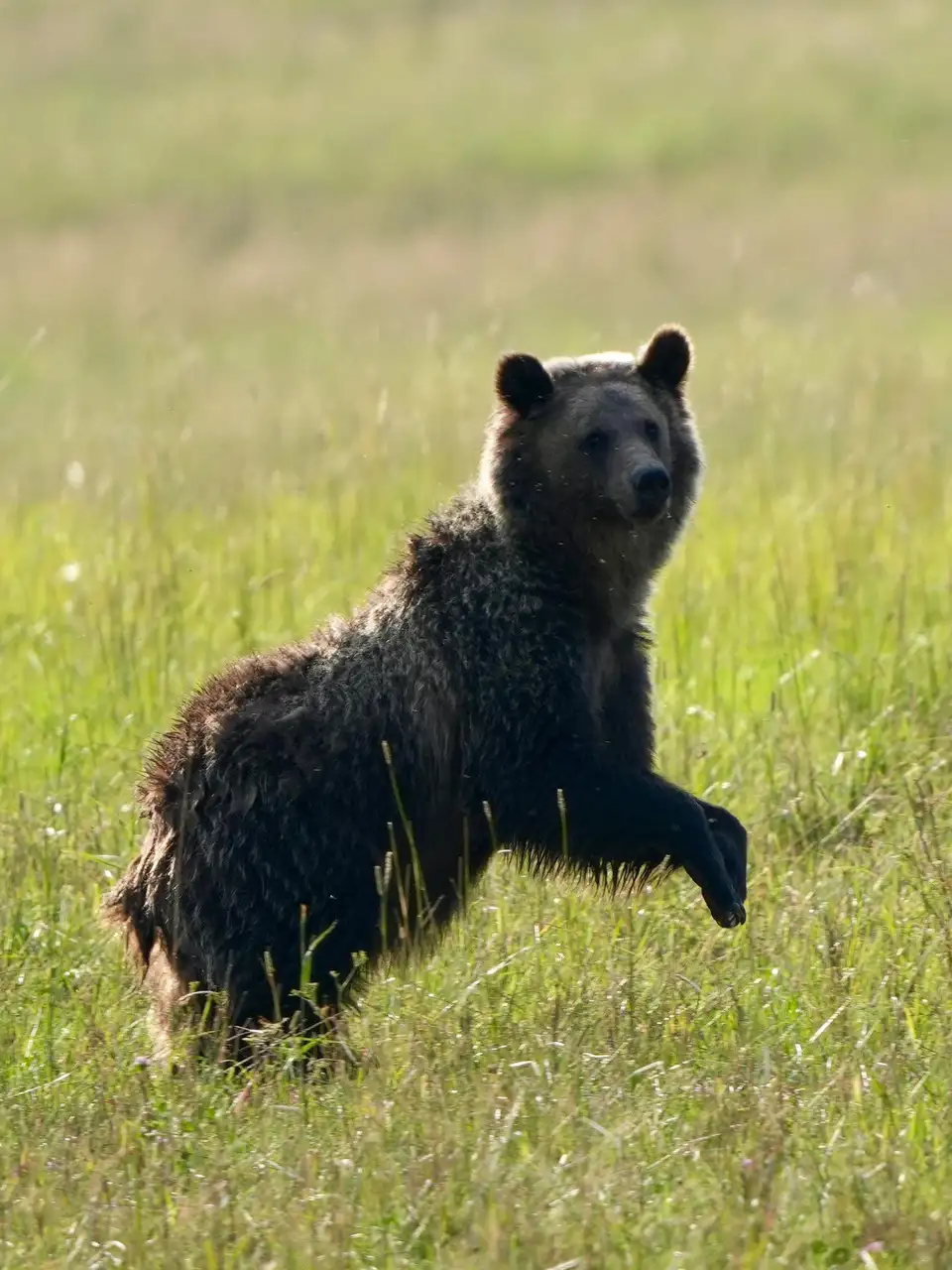 A bear walking in a field