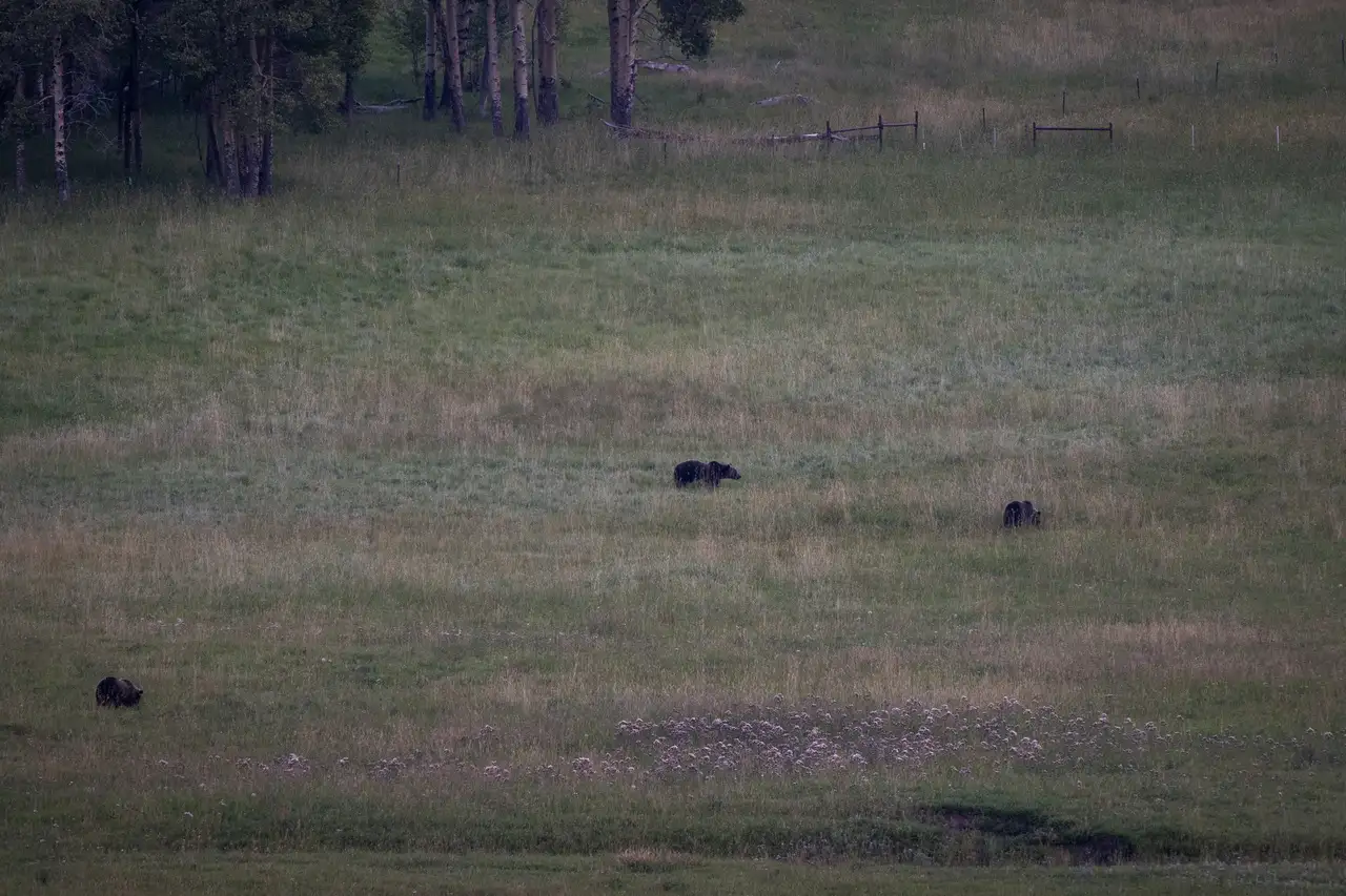 A field with tall grass and two bears walking through it