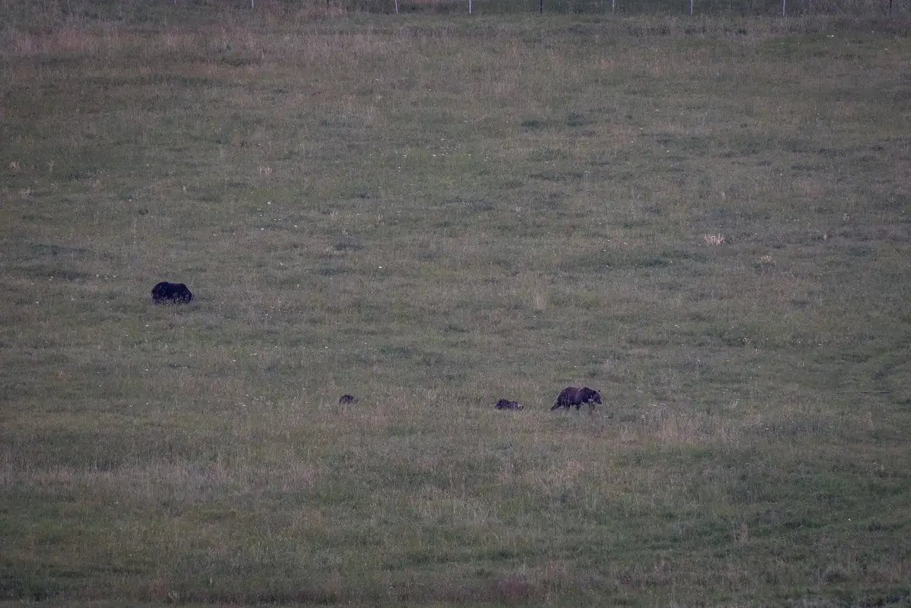 A field of grass with animals in it