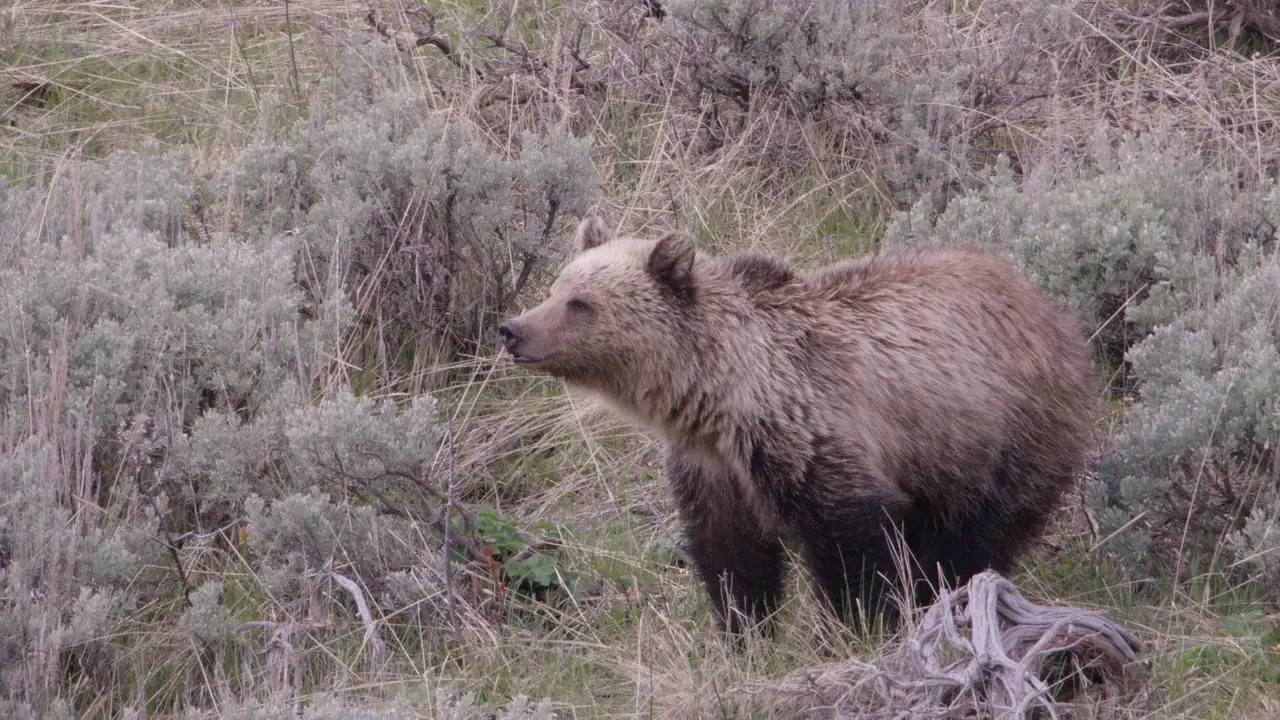 A brown bear in a field of tall grass and bushes