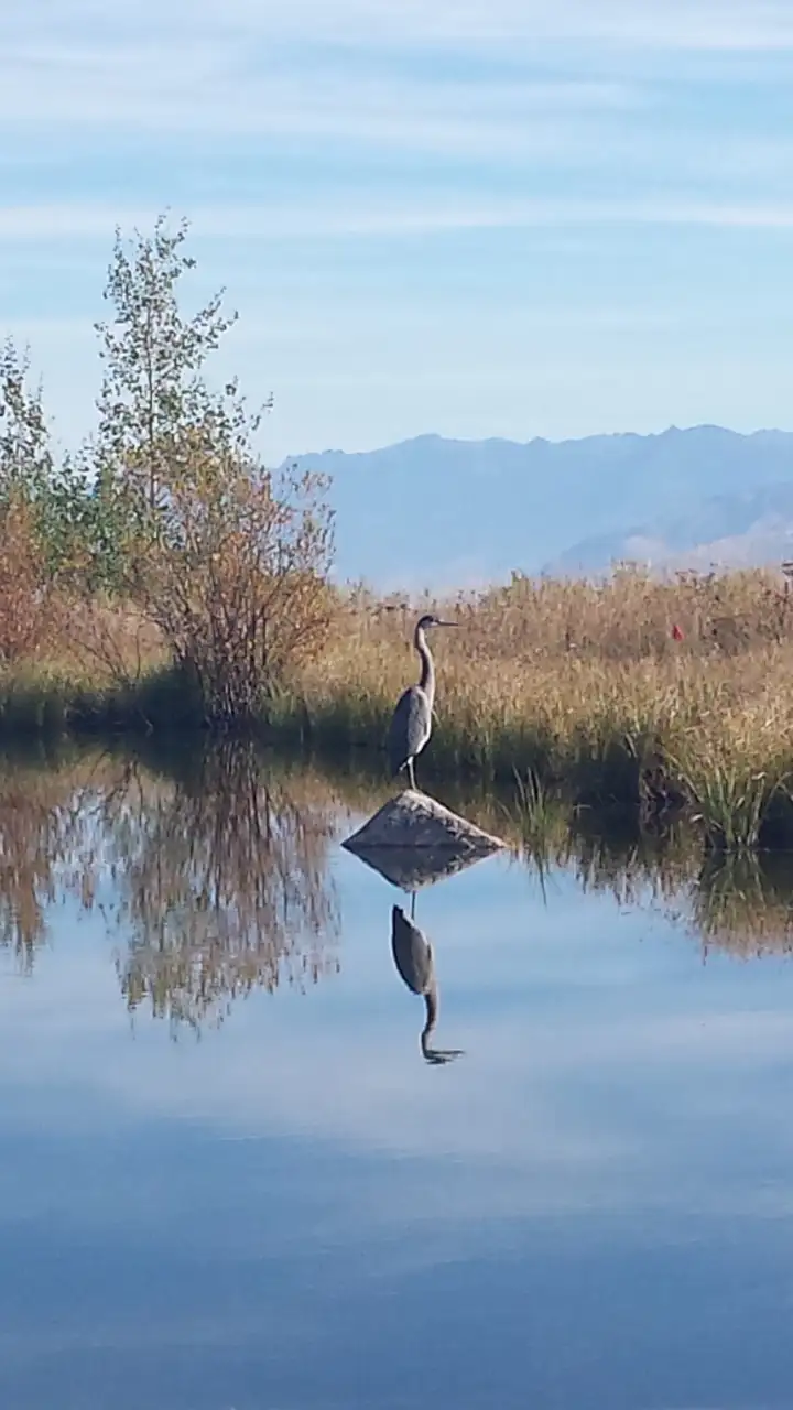 A bird standing on a rock in the middle of a body of water