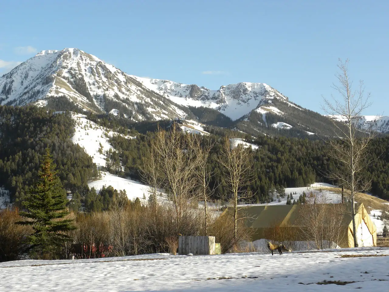 A dog standing in the snow in front of a mountain range