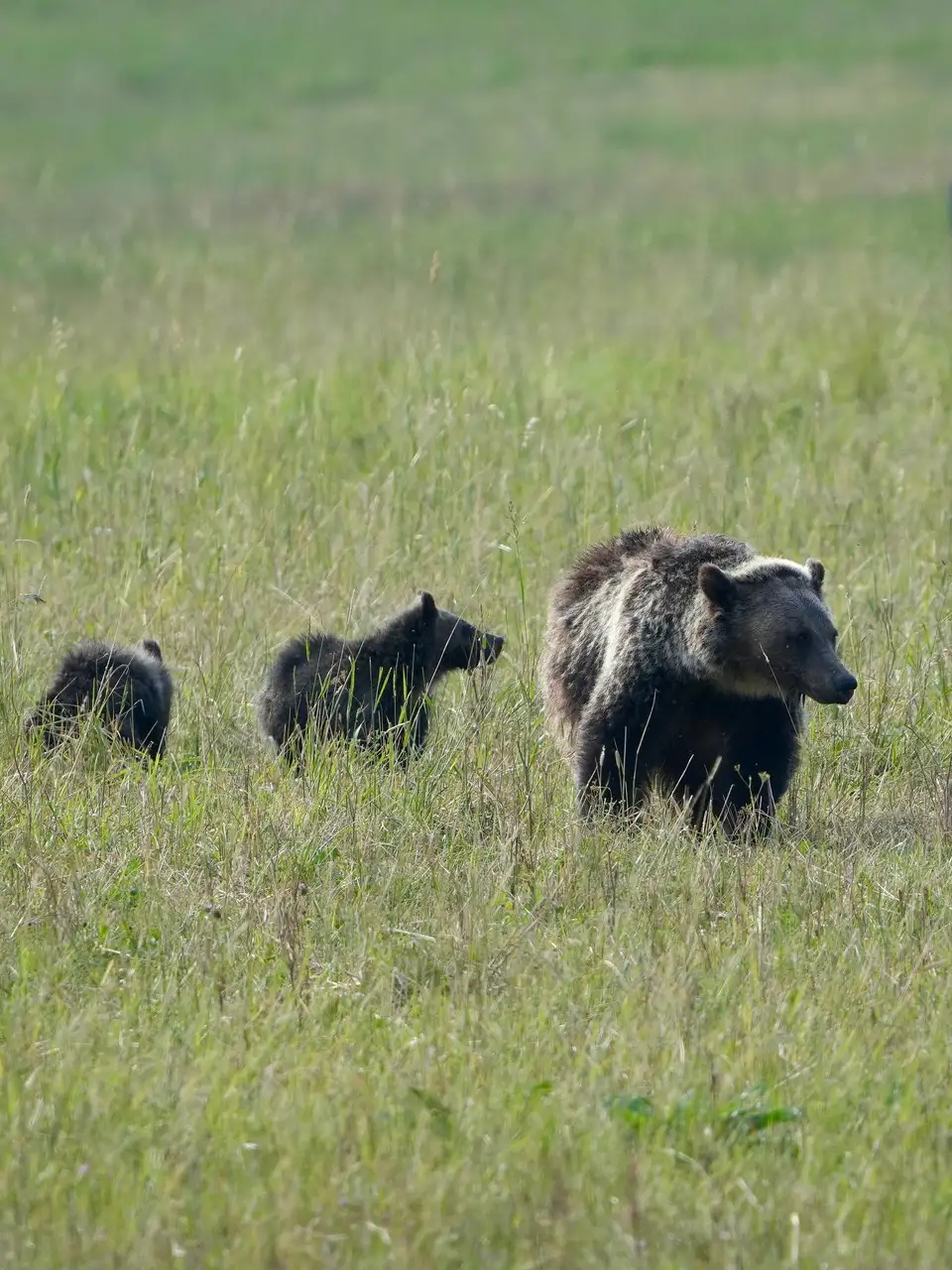 A mother bear and her two cubs walking through a grassy field