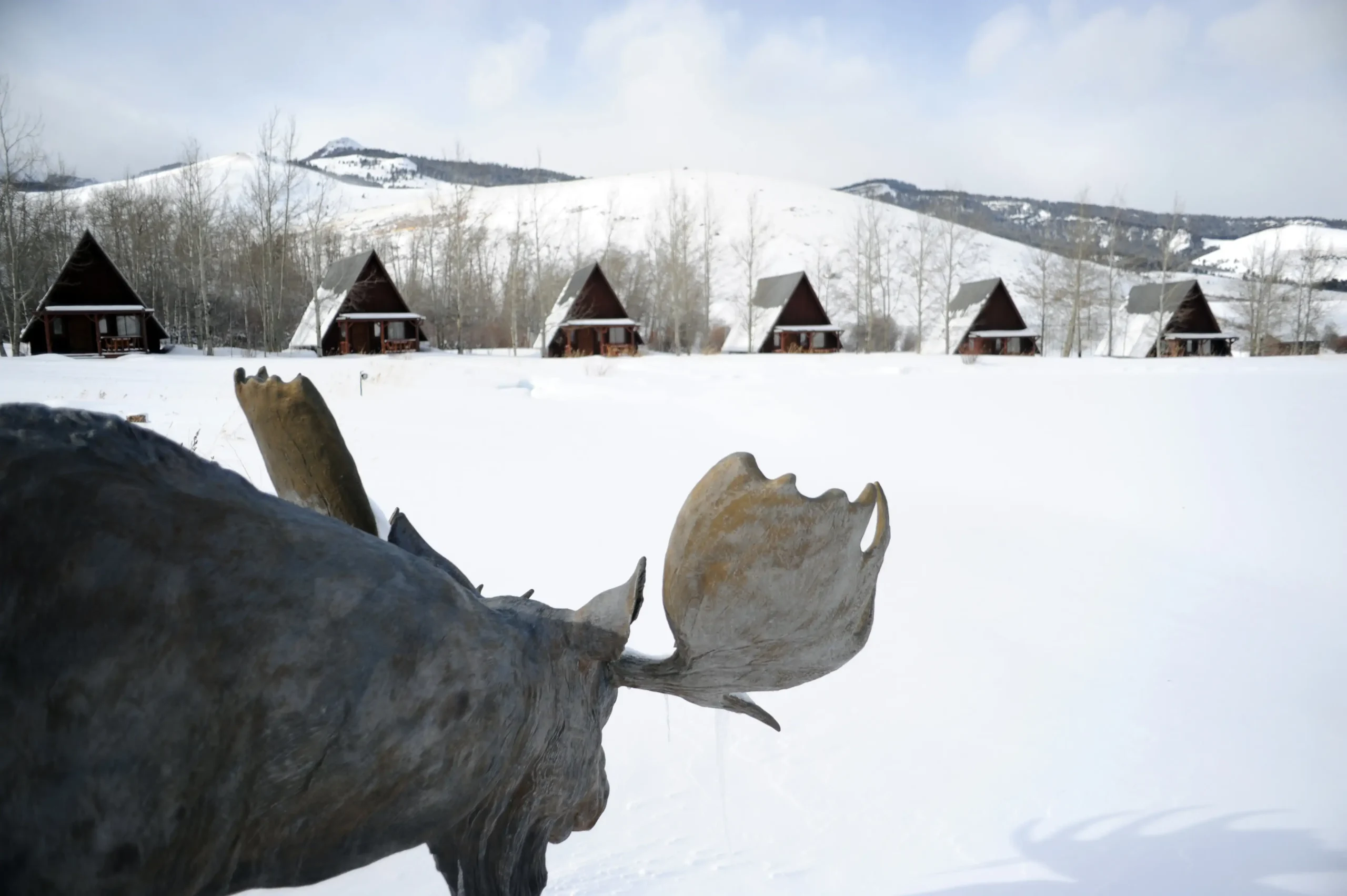 A moose in the snow in front of cabins.